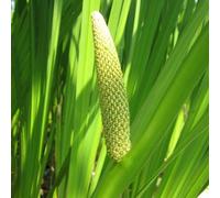 DIS : Anglo Aquatics Acorus Calamus 9Cm - 3 Pack