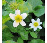 DIS : Anglo Aquatics Caltha Palustris Alba 3 Litre