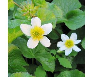 DIS : Anglo Aquatics Caltha Palustris Alba 9Cm - 3 Pack