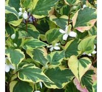 DIS : Anglo Aquatics Houttuynia Cordata 'Chameleon' 10 Litre