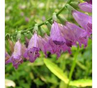 DIS : Anglo Aquatics Physostegia Virginiana 9Cm - 3 Pack