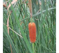 DIS : Anglo Aquatics Typha Gracilis 10 Litre