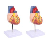 Disassembled Anatomical Human Heart Model Anatomy Medical Teaching Tool Teaching Model