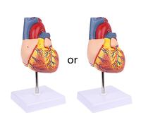 Disassembled Anatomical Human Heart Model Anatomy Medical Teaching Tool Teaching Model