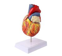 Disassembled Anatomical Human Heart Model Anatomy Medical Viscera Organs Medical Hand Joint Model