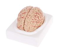 Disassembled Anatomical Human Model Anatomy Medical Teaching Tool Teaching Models in Education of The Gifted