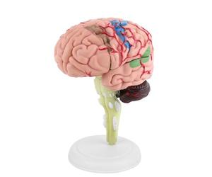 Disassembled Human Brain Model, 4D Anatomical Science Classroom Study Display Medical Teaching Tool Life Size Study Tools for Psychology and Education