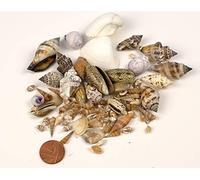 DISC - 50g Assortment of Small Sea Shells