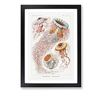 Discomedusae Jellyfish Vol.1 by Ernst Haeckel Framed Print | A2 Black Framed Wall Art | Ready to Hang | Modern Nature Picture | Living Room Bedroom Lounge Office
