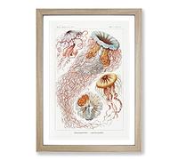 Discomedusae Jellyfish Vol.1 by Ernst Haeckel Framed Print | A2 Oak Framed Wall Art | Ready to Hang | Modern Nature Picture | Living Room Bedroom Lounge Office