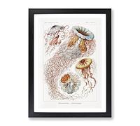 Discomedusae Jellyfish Vol.1 By Ernst Haeckel Vintage Framed Print | A2 Black Framed Wall Art | Ready to Hang | Classic Nature Picture | Living Room Bedroom Lounge Office