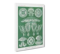 Discomedusae Jellyfish Vol.4 By Ernst Haeckel Canvas Print | Gallery Wrapped 30mm Frame Wall Art | 30x20 inches | Ready to Hang | Surrealist Picture | Living Room Bedroom Lounge Office