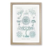 Discomedusae Jellyfish Vol.5 by Ernst Haeckel Framed Print | A2 Oak Framed Wall Art | Ready to Hang | Modern Nature Picture | Living Room Bedroom Lounge Office