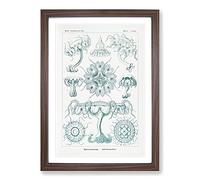 Discomedusae Jellyfish Vol.5 by Ernst Haeckel Framed Print | A2 Walnut Framed Wall Art | Ready to Hang | Modern Nature Picture | Living Room Bedroom Lounge Office