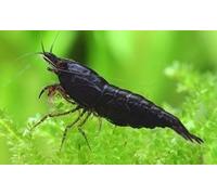Discount Aquatics 10x Live Black Carbon Neocaridina Heteropoda Freshwater Aquarium Shrimp 1.5cm