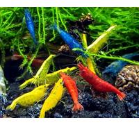 Discount Aquatics 10x LIVE RAINBOW SHRIMP, ASSORTED COLORS, Freshwater Aquarium, Neocaridina Heteropoda, Live Breeding Colony, 1.5cm