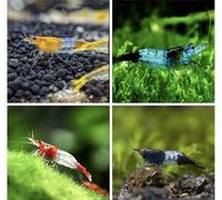 Discount Aquatics 10x Live Rili Shrimp, Assorted Colors, Freshwater Aquarium, Neocaridina Heteropoda, Live Breeding Colony, 1.5cm