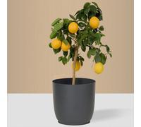 Discount Plant Co. - Lemon - Tree - 70-80Cm - Indoor Houseplants