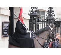 Discover the Secrets of Whitehall