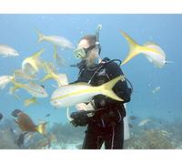 Diversity & Design in the Ocean : Coral World, St. Thomas