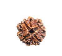 Divine Hindu Original/Nepali Rudraksha Bead - A Symbol of Divine Power | Lab Certified |, M, Rudraksha, No Gemstone
