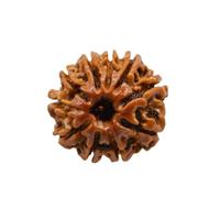 Divine Hindu Original/Nepali Rudraksha Bead - A Symbol of Divine Power | Lab Certified |, M, Wood, No Gemstone