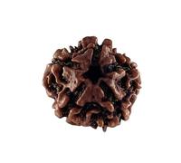 Divine Hindu Original/Nepali Rudraksha Bead - A Symbol of Divine Power | Lab Certified |, M, Wood, No Gemstone
