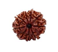 Divine Hindu Original/Nepali Rudraksha Bead - A Symbol of Divine Power | Lab Certified |, M, Wood, No Gemstone