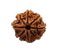 Divine Hindu Original/Nepali Rudraksha Bead - A Symbol of Divine Power | Lab Certified |, M, Wood, No Gemstone