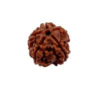 Divine Hindu Original/Nepali Rudraksha Bead - A Symbol of Divine Power | Lab Certified |, M, Wood, No Gemstone