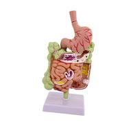 diwedaso Human Digestive System Stomach Model Teaching Aid Effectively Supporting Medical Education And Research Activities Large Small Intestine Model Anatomy