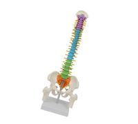 diwedaso Teaching Resources Students Spine Pelvic Model Dynamic Anatomical Model Presentations In Medical And Science Fields Life Size Spine With Display Stand