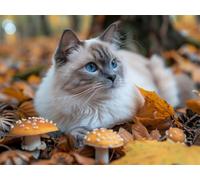 DIY 5D Adults and Beginners Diamond Painting Full Drill Kits Ragdoll Cat Autumn Mushroom Pictures Rhinestone Crystal Diamond Art Perfect For Gift and Home Wall Decor Square Drill 25x35cm AB0861