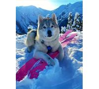 DIY 5D Diamond Painting By Number Kits Alaskan Malamute Full Round Drill Diamond Painting Kits for Adults,Diamond Art Rhinestone Embroidery Cross Stitch Arts Art Wall Sticker(25x30cm/10x12in)