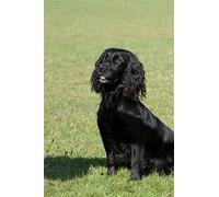 DIY 5D Diamond Painting by Number Kits Black Cocker Spaniel Cross Stitch Diamonds Embroidery Mosaic Animal Wall Pictures Gift Home Decor 30x40cm