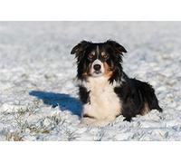 DIY 5D Diamond Painting by Number Kits Border Collie Paint with Diamonds Arts Supply Canvas Wall Home Living Room Bedroom Office Decoration Gift 40×50cm