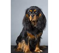 DIY 5D Diamond Painting by Number Kits Cavalier King Charles Spaniel Paint with Diamonds Arts Supply Canvas Wall Decor 40x50CM