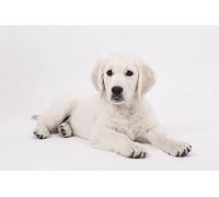 DIY 5D Diamond Painting by Number Kits White Golden Retriever Paint with Diamonds Arts Supply Canvas Wall Decor Gift