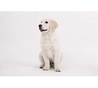 DIY 5D Diamond Painting by Number Kits White Golden Retriever Paint with Diamonds Arts Supply Canvas Wall Decor Gift