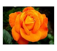 DIY 5D Diamond Painting by Numbers Kits, Beautiful Orange Rose Flower 30x40cm Canvas Full Drill Diamond Art Paint with Diamonds Crystal Cross Stitch (Flower)