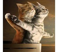 DIY 5D Diamond Painting by Numbers Kits, Cats Love Animal Titanic, Full Drill Rhinestones Paint with Diamonds Crystal Diamond Art (Cat)