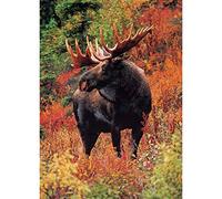 DIY 5D Diamond Painting by Numbers Kits, Moose Forest Deer Animal, Full Drill Rhinestones Paint with Diamonds Crystal Diamond Art (Moose)