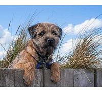 DIY 5D Diamond Painting Full Round Drill Kits Border Terrier Dog Embroidery Rhinestone Cross Stitch Arts Craft for Home Wall Decor