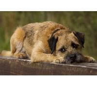 Diy 5D Diamond Painting Full Round Drill Kits Border Terrier Dog Embroidery Rhinestone Cross Stitch Arts Craft For Home Wall Decor