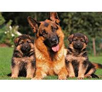 Diy 5D Diamond Painting Full Round Drill Kits German Shepherd Dog Embroidery Rhinestone Cross Stitch Arts Craft For Home Wall Decor