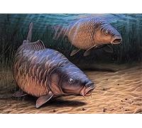 DIY 5D Diamond Painting Kit_Big Carp Fishing Diamond Painting_Cross Stitch Embroidery Diamond Painting Kits for Home Office Wall Decor 50x60cm