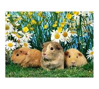 DIY 5D Diamond Painting Kit Full Drill Cute Guinea Pig Diamond Painting by Number Kits for Adults,Crystal Rhinestone Embroidery Cross Stitch Pictures Arts Crafts for Home Wall Decor 30x40cm/12x16inch