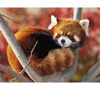 DIY 5D Diamond Painting Kit Red Panda On Tree Cross Stitch Home Decoration Diamond Embroidery Mosaic Art 15.7 × 19.7 Inches