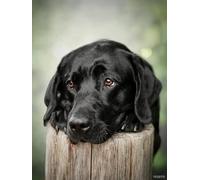 DIY 5D Diamond Painting Kits Black Dogs Labrador Full Drill Round Beads Diamond Art Cross Stitch Diamond Painting by Number Kits Dog Person Gift and Wall Decoration 12x16 Inch