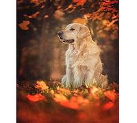 DIY 5D Diamond Painting Kits, Dog Golden Retriever 30x50cm DIY Diamond Painting Kits for Adults Rhinestone Embroidery Cross Stitch Art Crafts Room Decoration Home Office Gift for Her Him (12x20in)